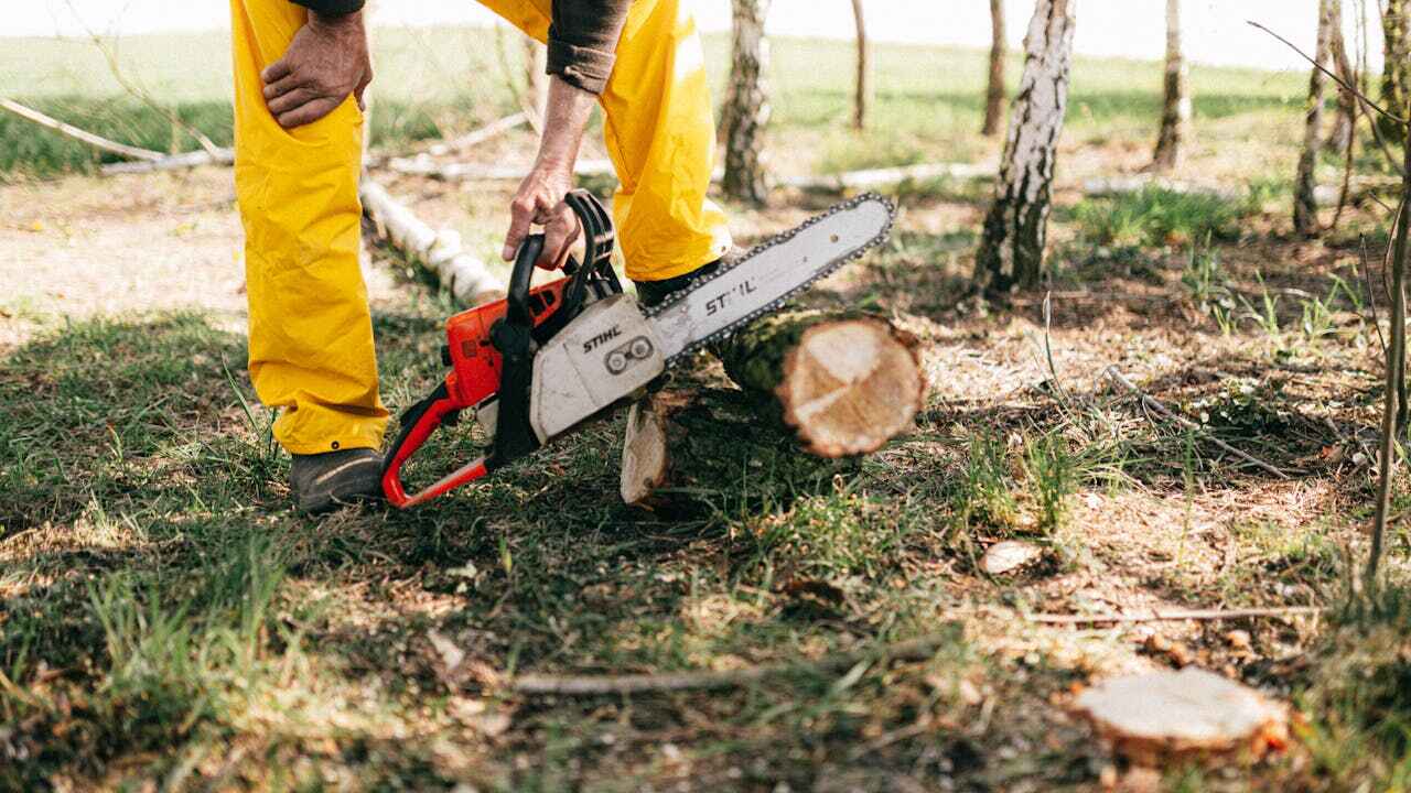 Best Affordable Tree Cutting  in Und City, MO